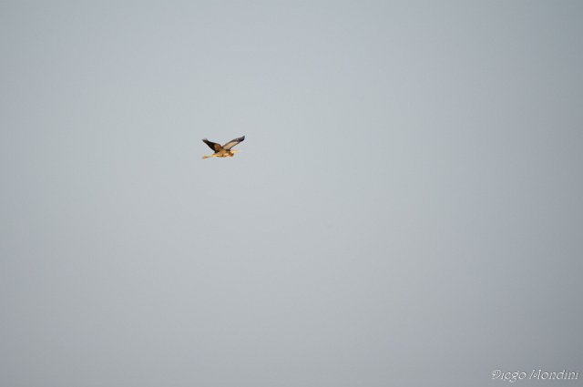 DeltaPo_Boccasette_2012lug9_dm 350.jpg
